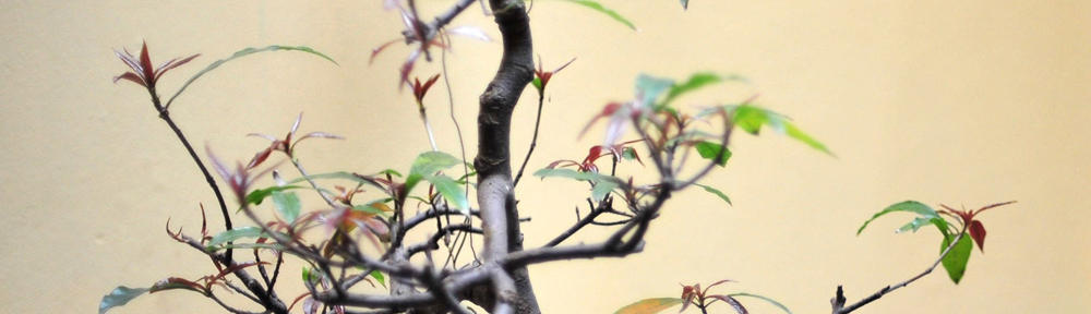 AntiAtomPlenum Göttingen